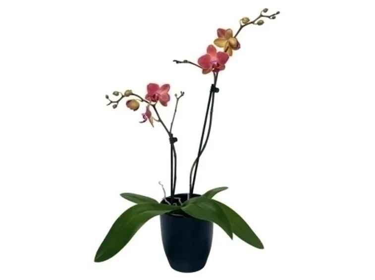 In appartamento. Cure base per un'orchidea perfetta