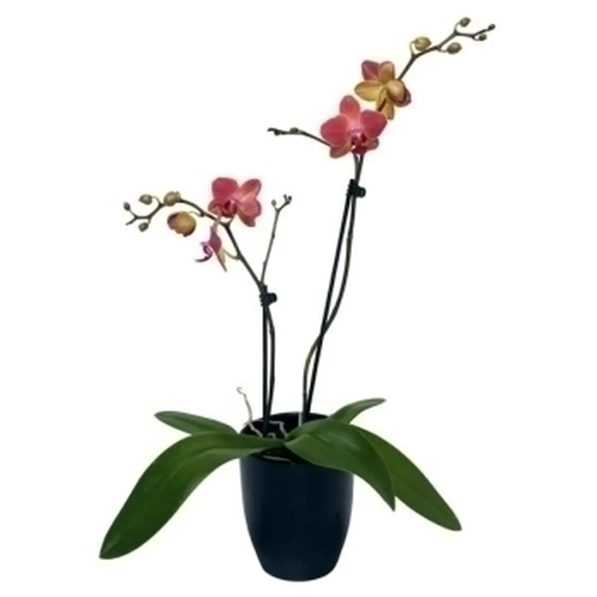In appartamento. Cure base per un'orchidea perfetta