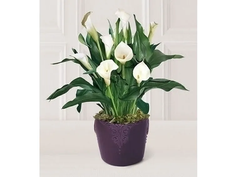 Innaffiatura calla