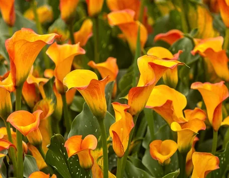 La calla che nasce dalle lacrime e dal latte materno