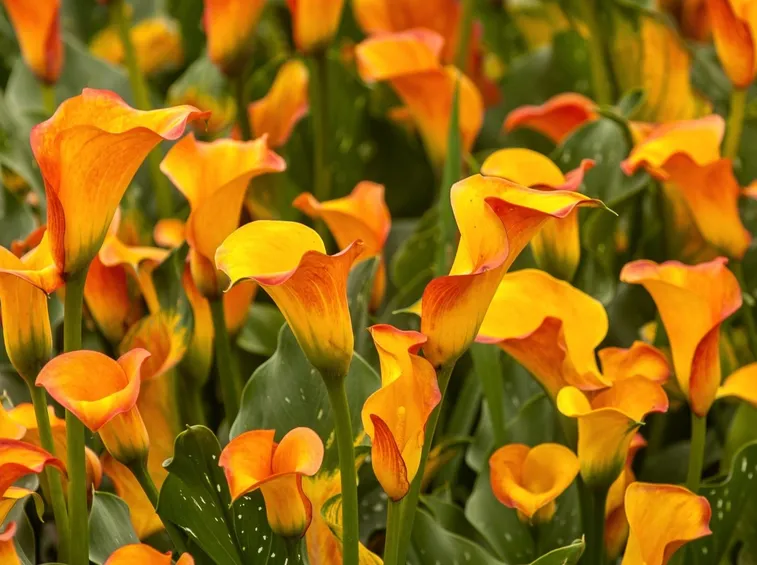 La calla che nasce dalle lacrime e dal latte materno