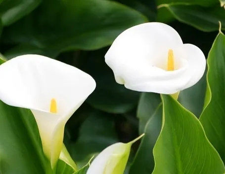 La calla: significato antico