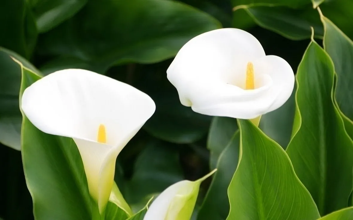 La calla: significato antico