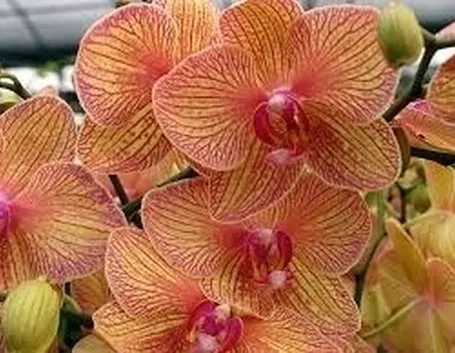 La luce per le orchidee
