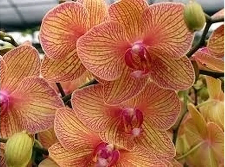 La luce per le orchidee
