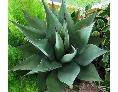 La nascita del fiore