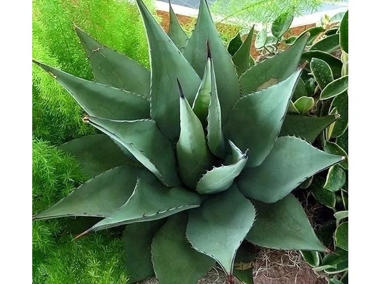 La nascita del fiore