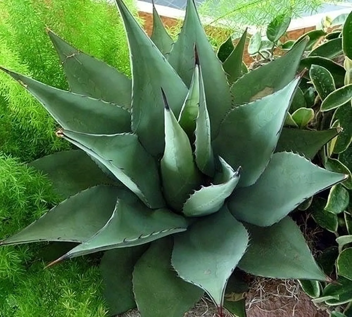 La nascita del fiore