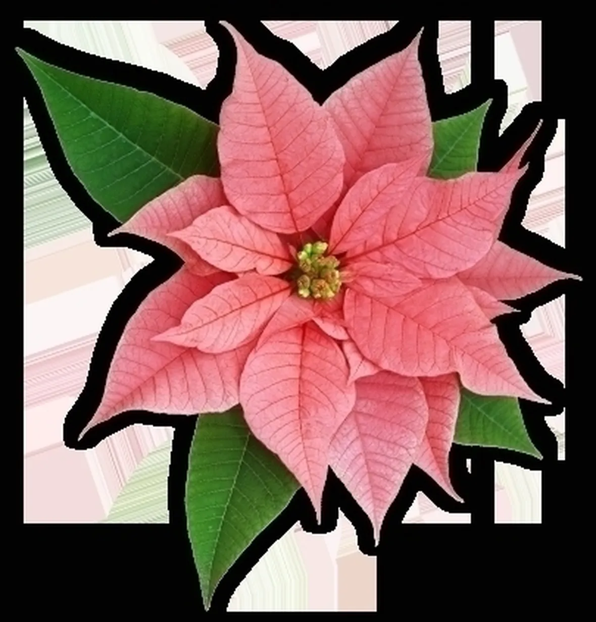 La Stella di Natale