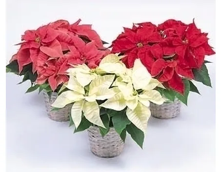 Le feste finiscono, ma la stella di natale dove finisce?