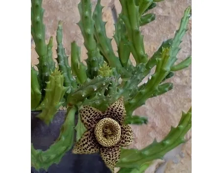 Le piante fiorite e le piante grasse