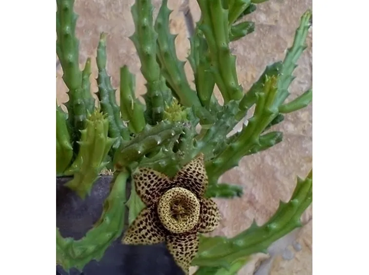 Le piante fiorite e le piante grasse