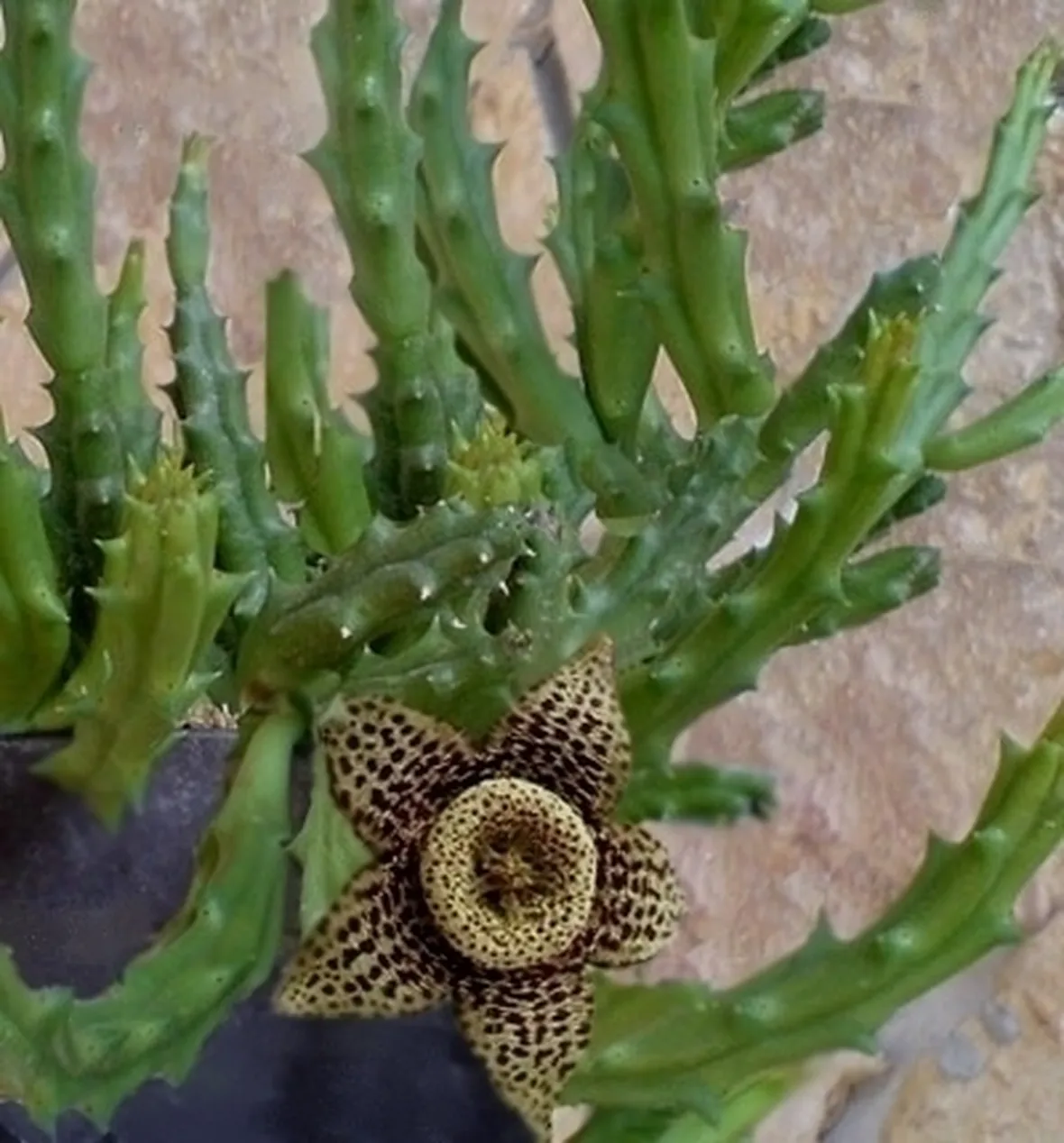 Le piante fiorite e le piante grasse