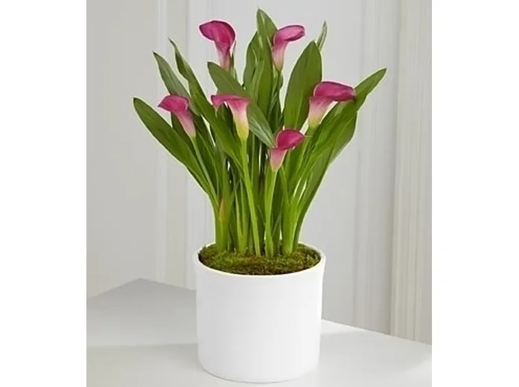 Leggende fiore calla