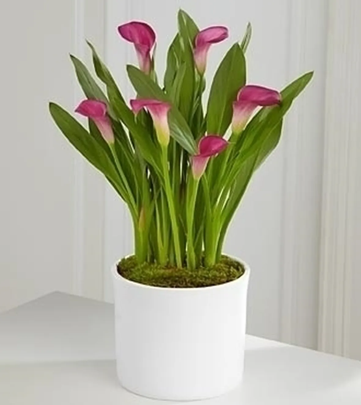 Leggende fiore calla