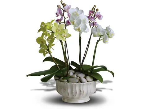 L'orchidea cattleya: generalità