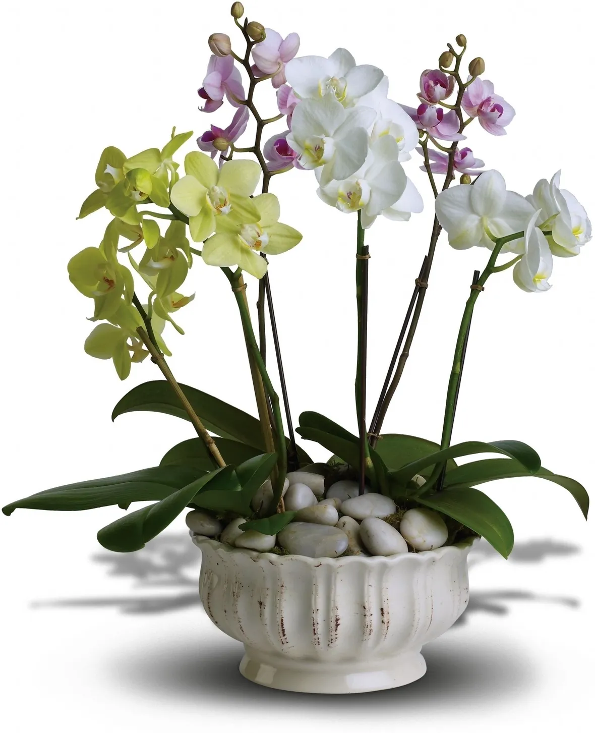 L'orchidea cattleya: generalità