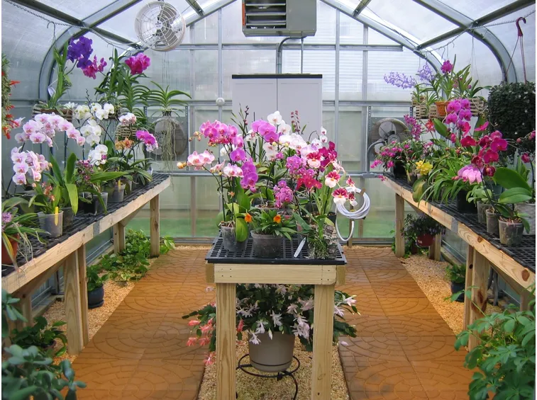 orchidee serre
