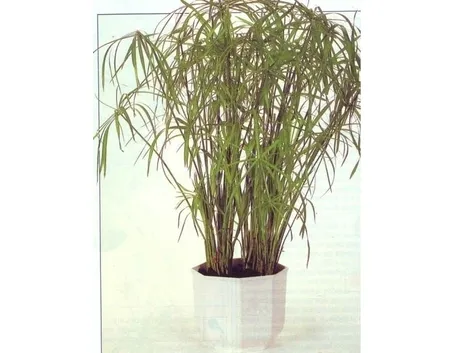 Malattie del Papiro