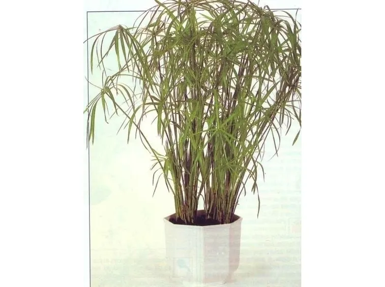 Malattie del Papiro