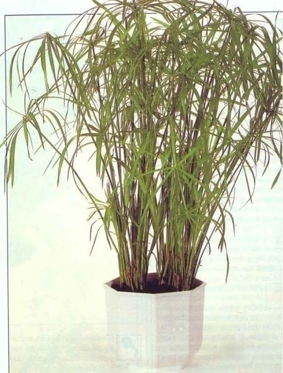 Malattie del Papiro