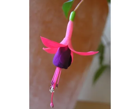 Malattie della fucsia e rimedi