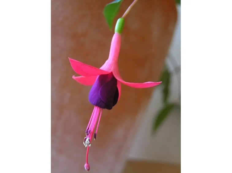 Malattie della fucsia e rimedi