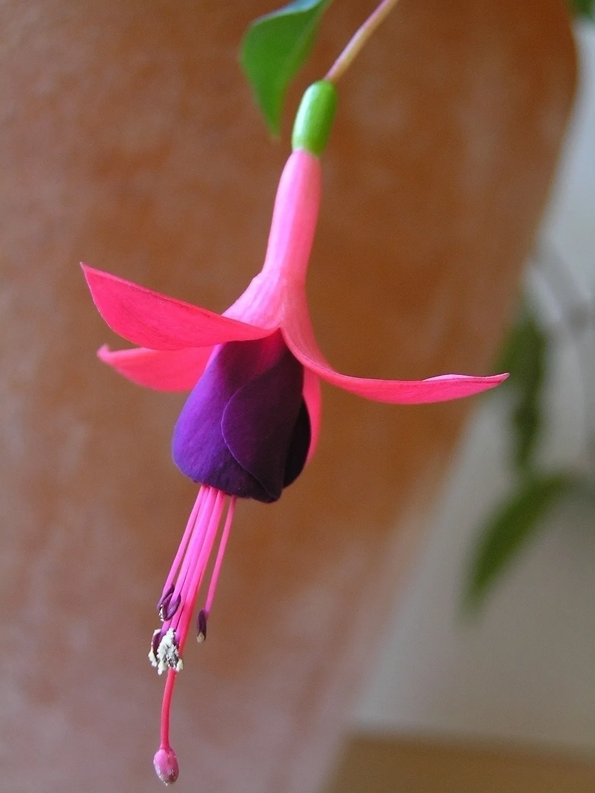 Malattie della fucsia e rimedi