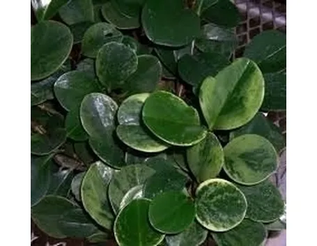 Malattie e parassiti ficus