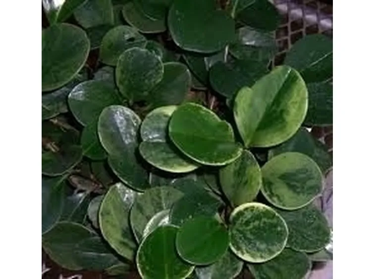 Malattie e parassiti ficus