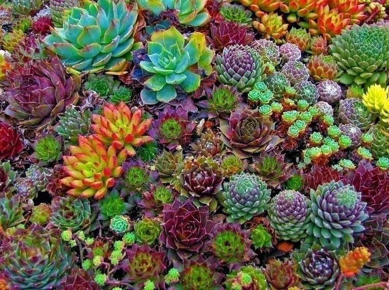Caratteristiche delle piante grasse