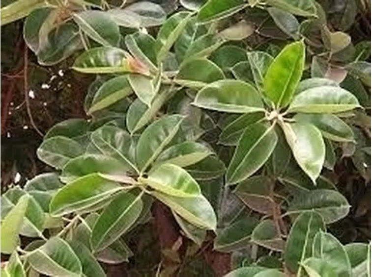 Opuntia ficus indica
