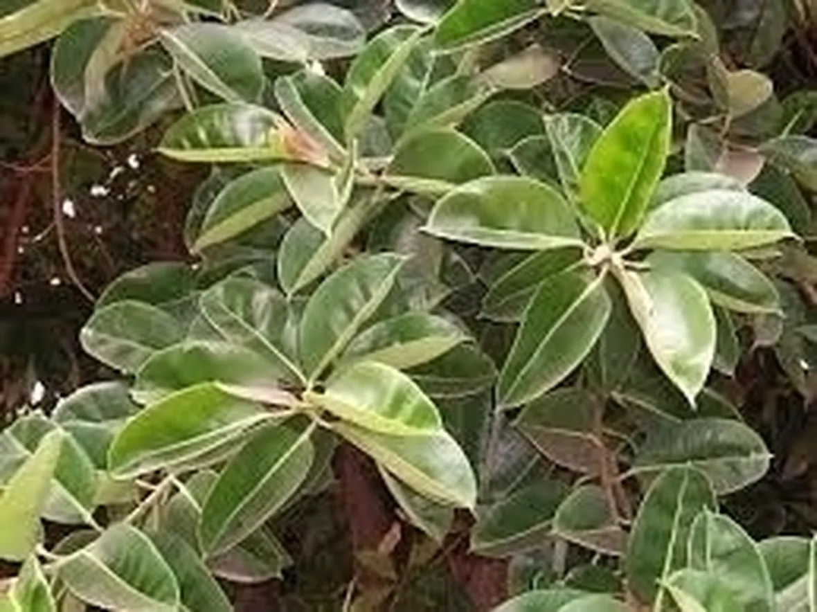 Opuntia ficus indica