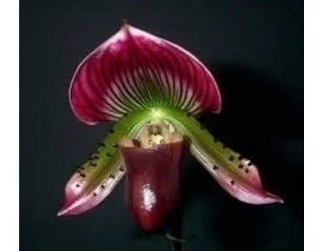 Orchidea Oncidium