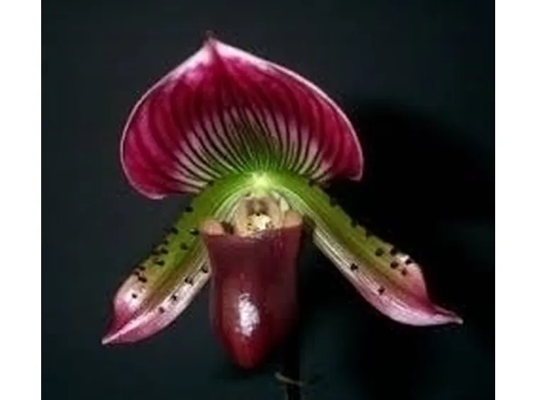 Orchidea Oncidium