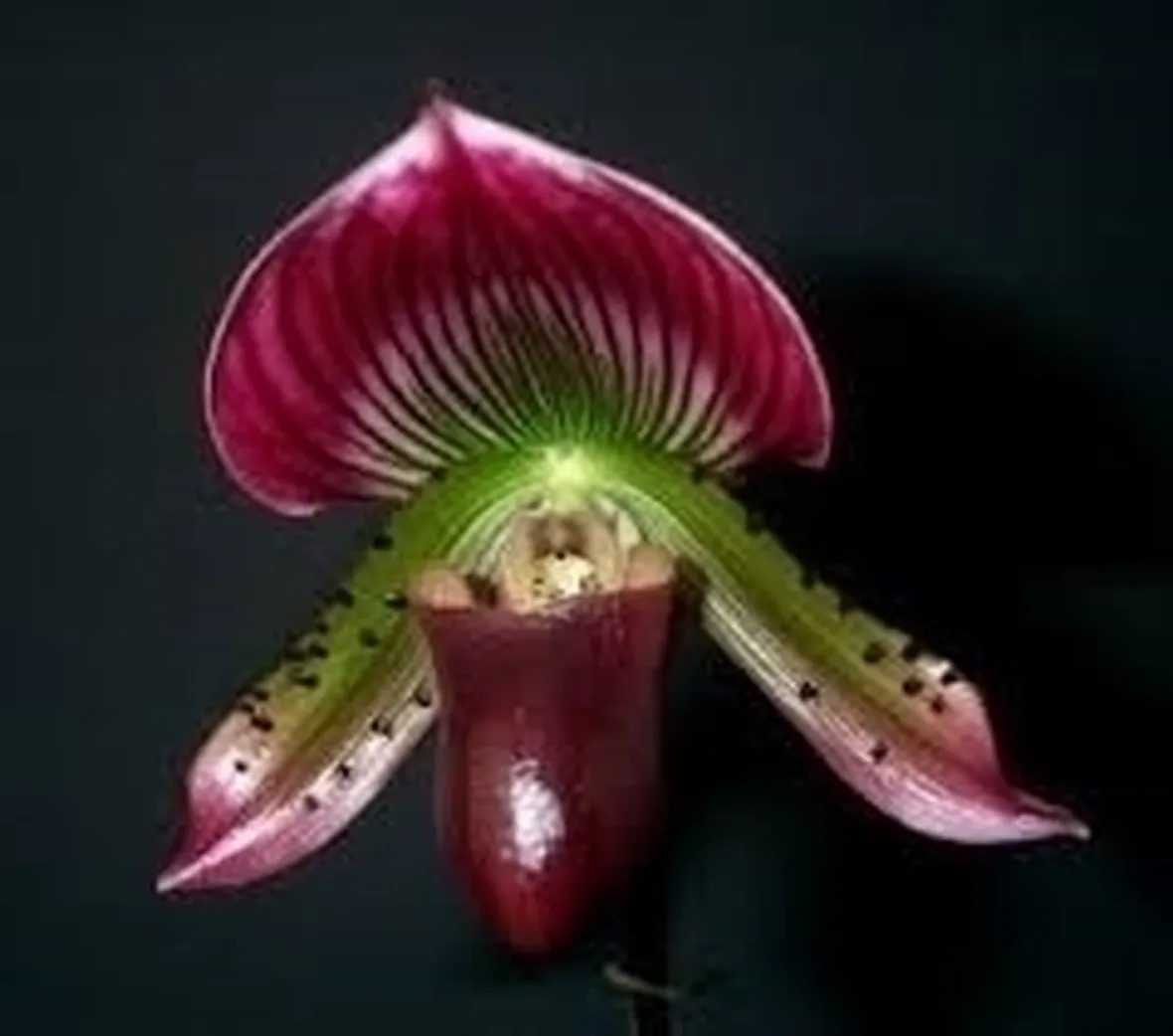 Orchidea Oncidium