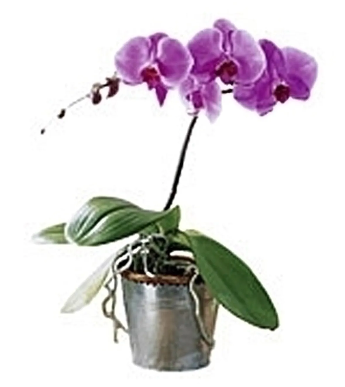 Orchidea: significato e valore dei colori