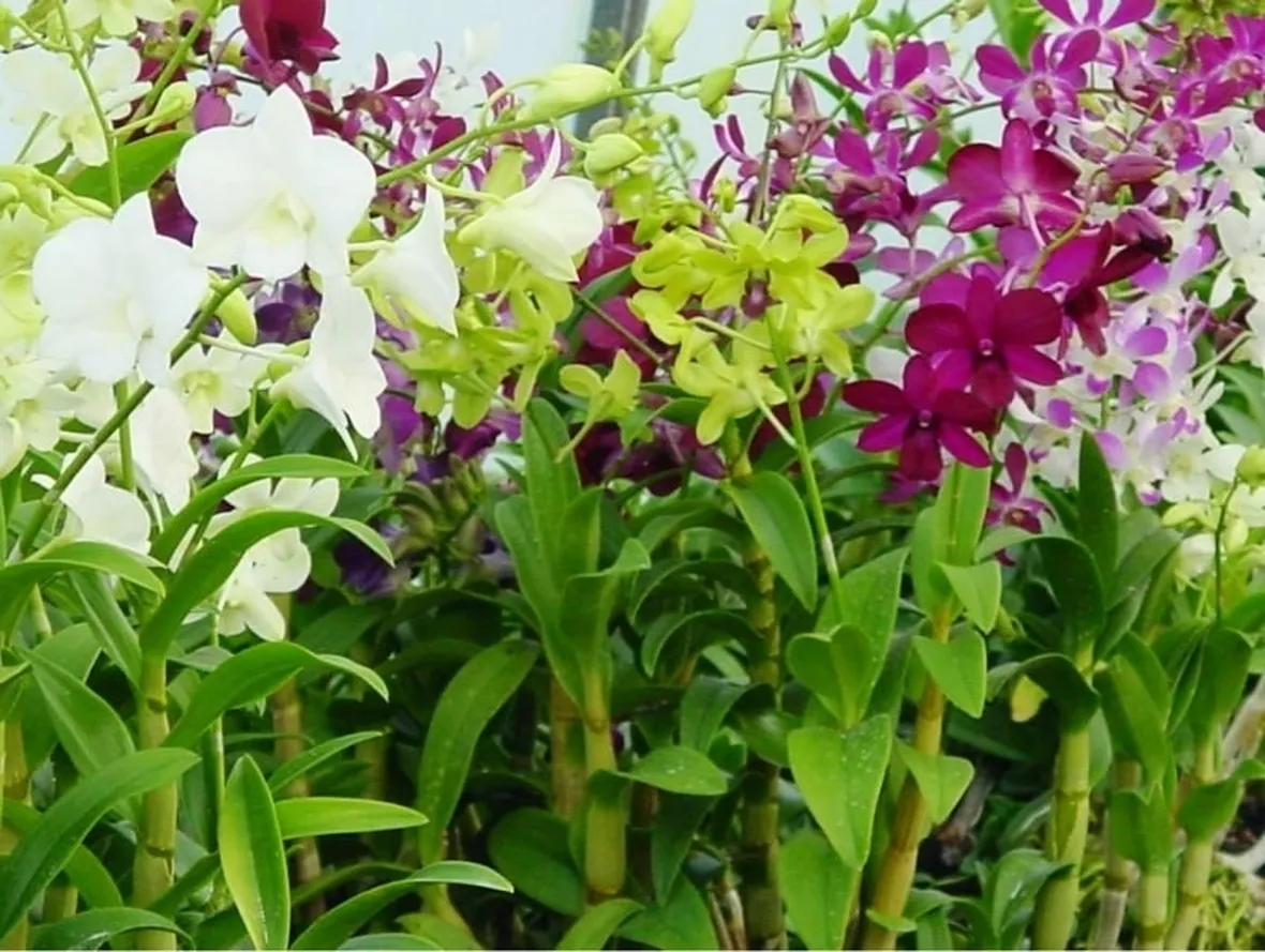 Orchidea: significato nella cultura moderna