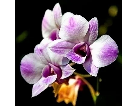 Orchidea