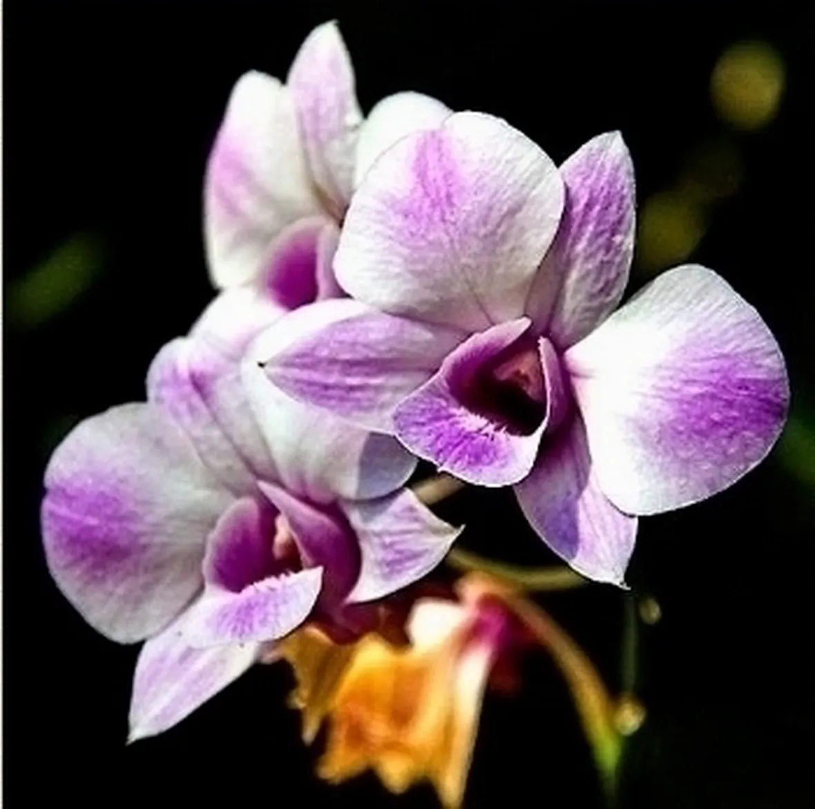 Orchidea