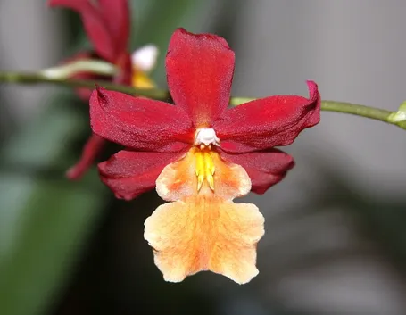 Orchidee cambria
