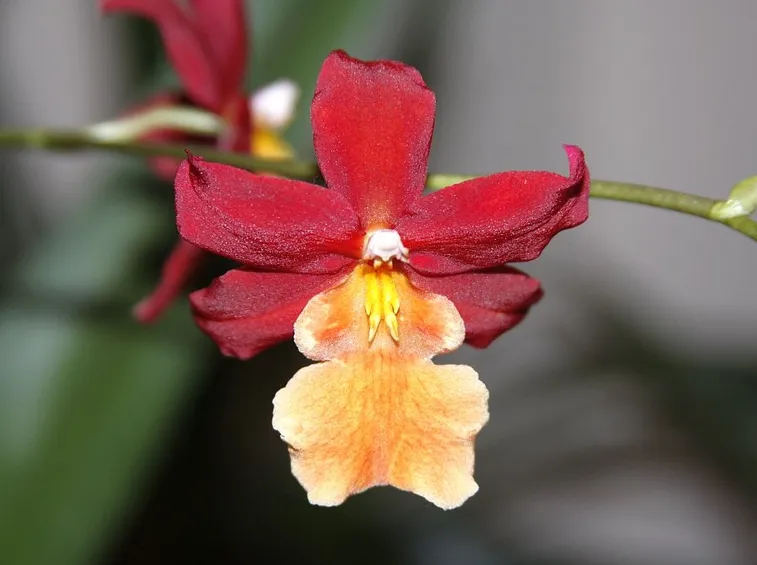 Orchidee cambria