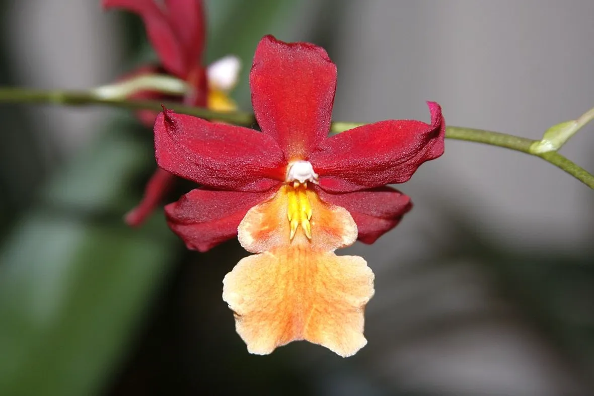 Orchidee cambria