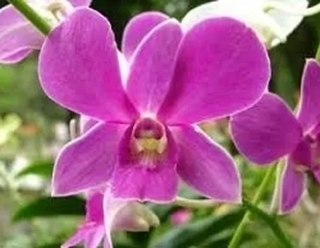 Orchidee Cymbidium
