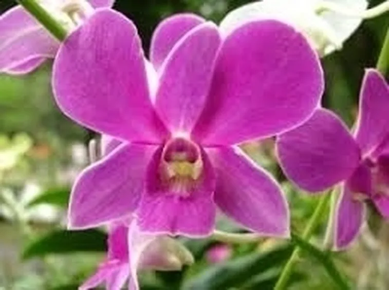 Orchidee Cymbidium
