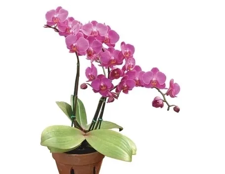 Orchidee Dendrobium
