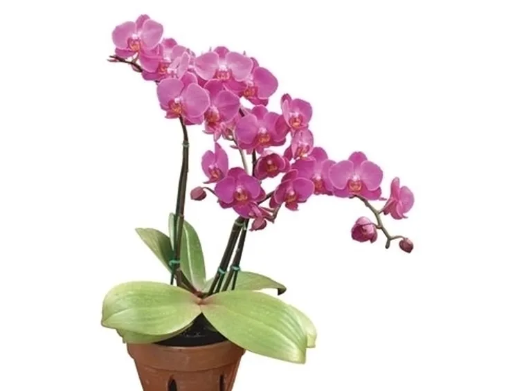 Orchidee Dendrobium

