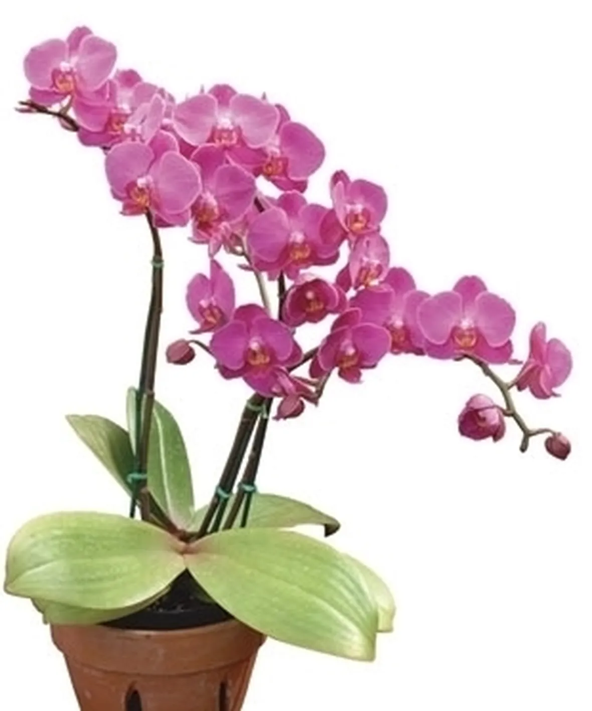 Orchidee Dendrobium
