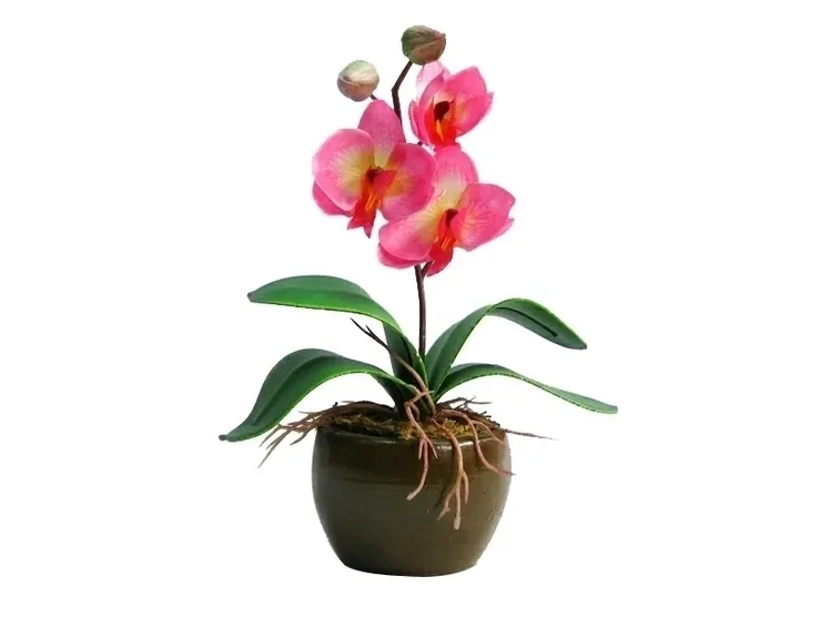 Orchidee in appartamento