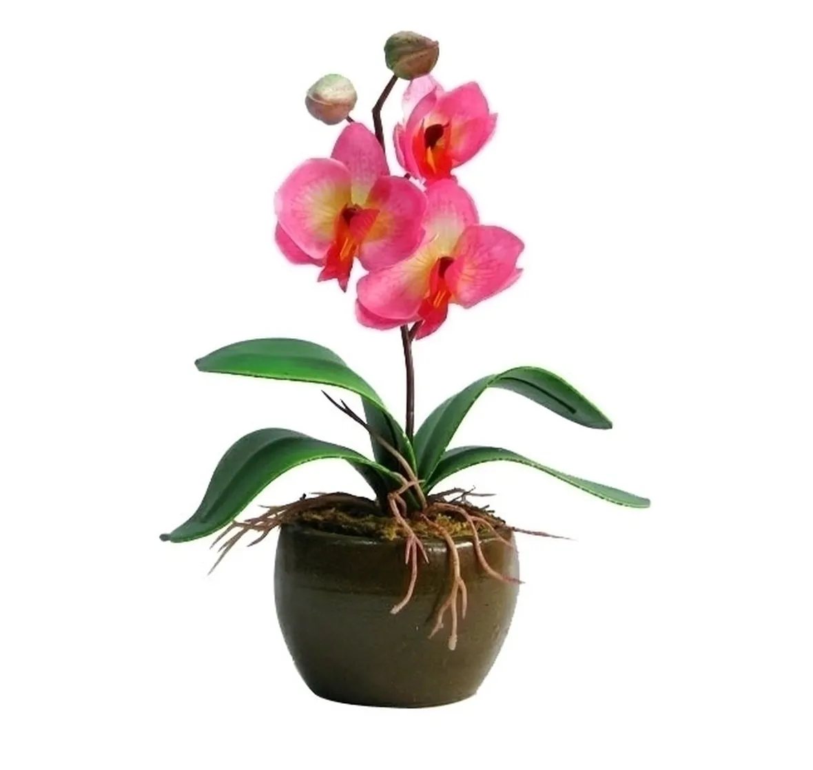 Orchidee in appartamento
